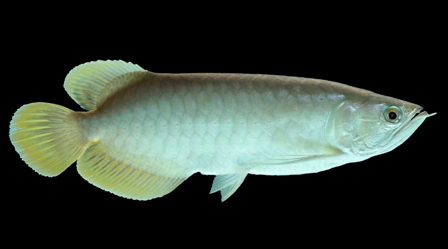 Mengenal Spesies Ikan Arwana