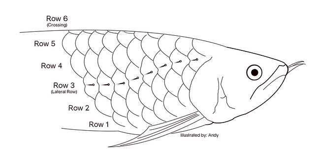 Sistem Lateralis pada Ikan Arwana