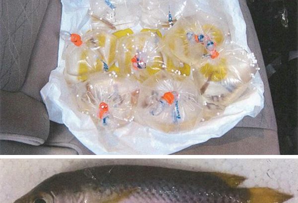 Pasar Gila Untuk Ikan Peliharaan Termahal di Dunia 1