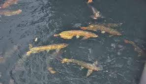 Bisnis Ikan Arwana dengan Layanan Khusus AquaSerenity