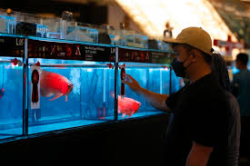 Perdagangan dan Penyewaan Ikan Arwana di Dunia AquaHarmony